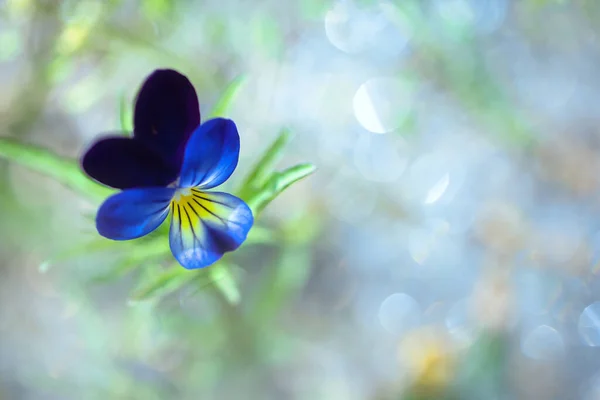 Βιολέτα Λουλούδι Στον Κήπο Άνοιξη — Φωτογραφία Αρχείου