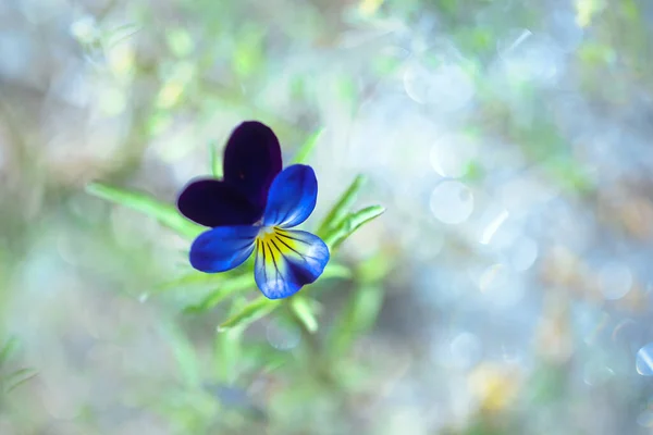 Виола Цветок Весеннем Саду — стоковое фото