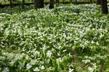 İlkbaharda Hokkaido 'da Trillium Camschatcense