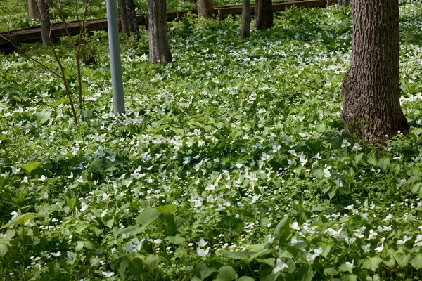 Trillium Camschatcense Primavera Hokkaido —  Fotos de Stock