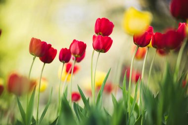 Bahar bahçesinde kırmızı lale