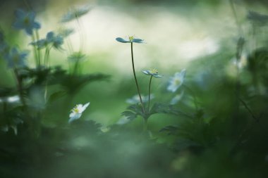 Hokkaido ilkbaharında yumuşak rüzgarçiçeği