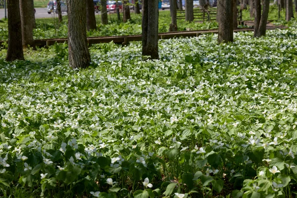 İlkbaharda Hokkaido 'da Trillium Camschatcense