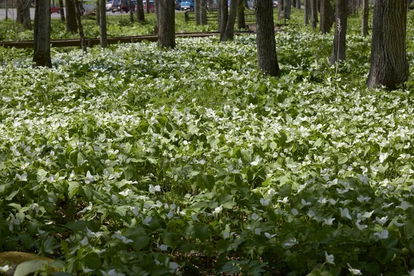 Trillium Camschatcense Våren Hokkaido — Stockfoto