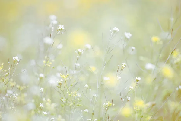 Baharda Beyaz Sarı Çiçek — Stok fotoğraf