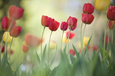 Bahar bahçesinde kırmızı lale