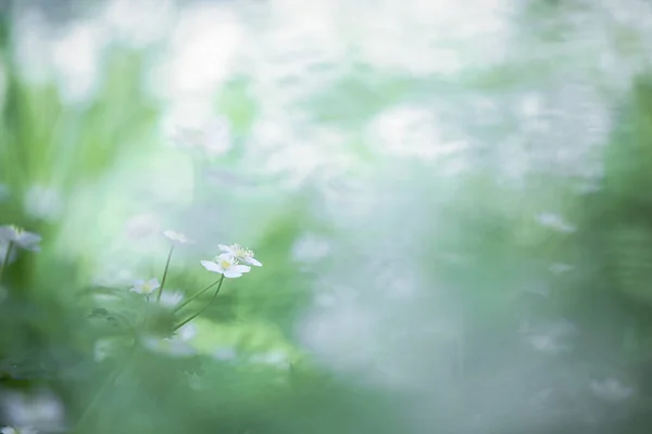 Windflower Macio Primavera Hokkaido — Fotografia de Stock