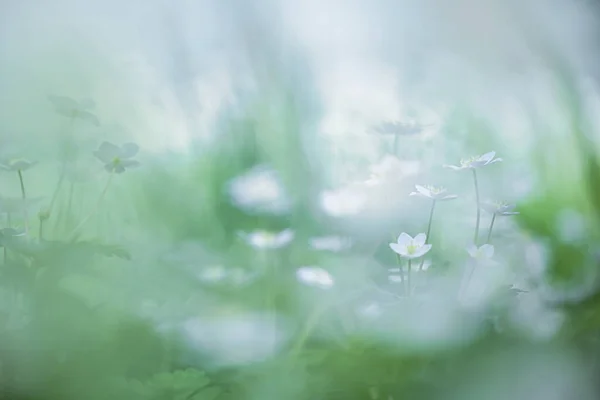 stock image soft windflower in spring hokkaido