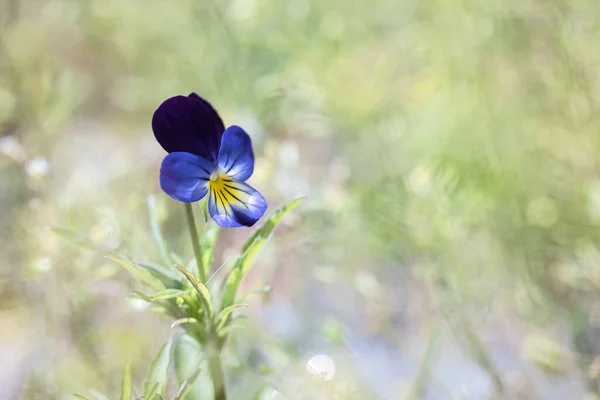 Виола Цветок Весеннем Саду — стоковое фото
