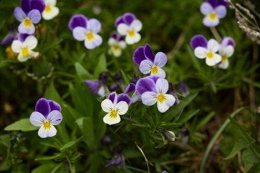 Bahar bahçesinde viyola çiçeği