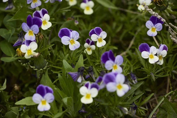 Bahar Bahçesinde Viyola Çiçeği — Stok fotoğraf