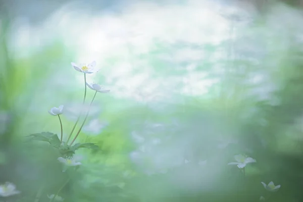 Soft Windflower Spring Hokkaido — Stock Photo, Image
