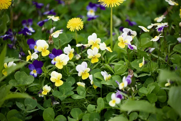 春の庭のヴィオラの花 — ストック写真
