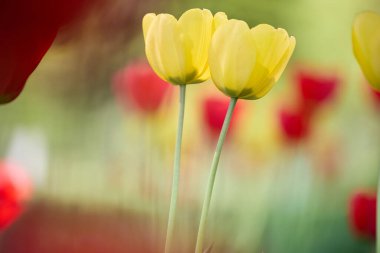 Japonya 'da yaz bahçesi lalesi