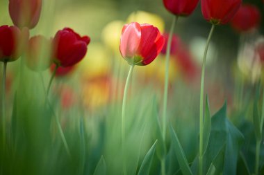 Japonya 'da yaz bahçesi lalesi