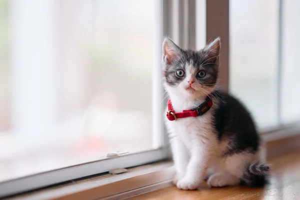 Niedliches Kätzchen Fenster — Stockfoto