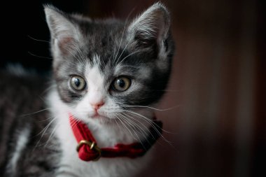 Şirin, aç gözlü kedi. 