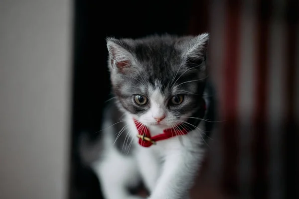 可爱的门奇金猫在家里 — 图库照片