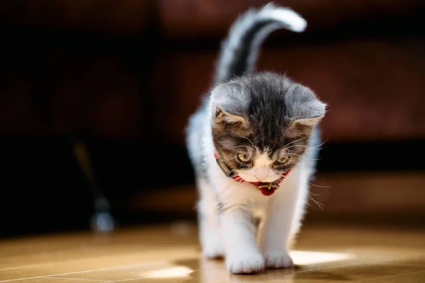 Roztomilý Munchikin Kočka Domě — Stock fotografie