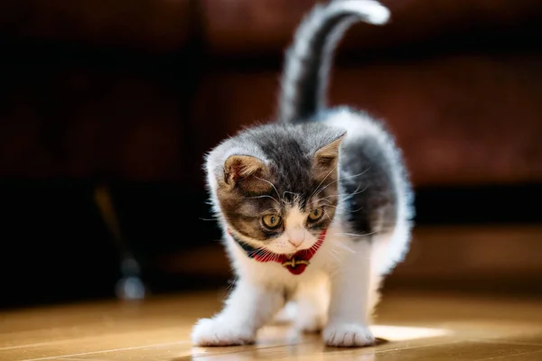 家の中の可愛いマンチキン猫 — ストック写真