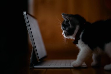 Yavru kedi tablete bakıyor.