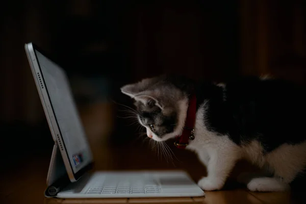 マンチキン子猫はタブレットを見て — ストック写真