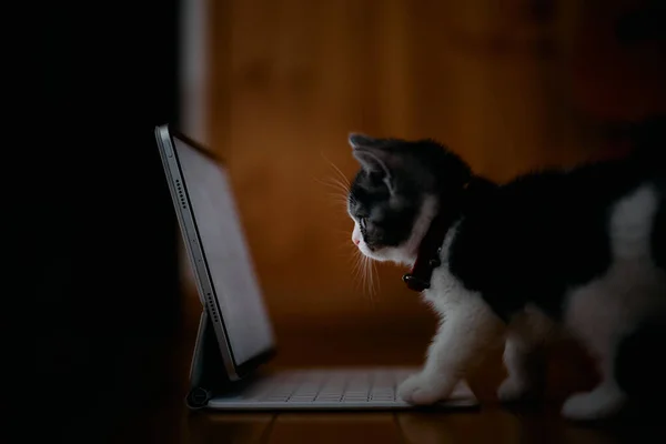 蒙奇金小猫看着平板电脑 — 图库照片