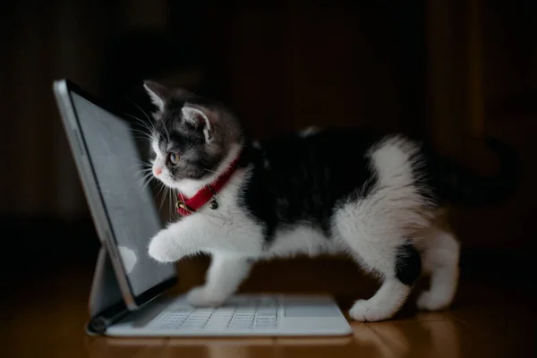 マンチキン子猫はタブレットを見て — ストック写真
