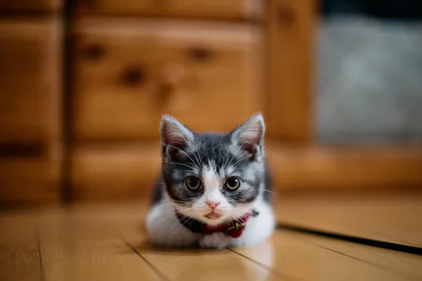 Munchkin Kotek Patrząc Ciebie — Zdjęcie stockowe