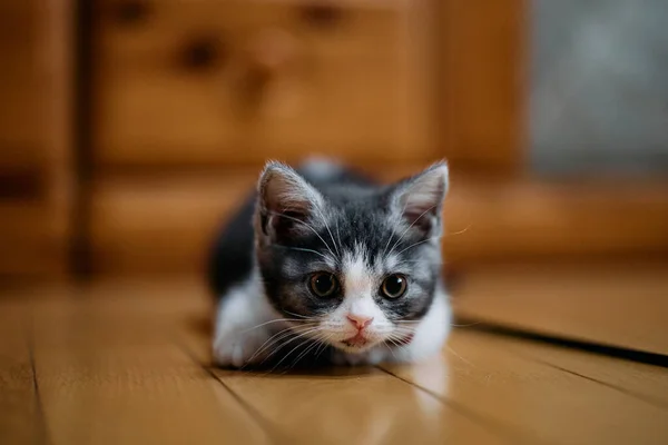 Munchkin Kätzchen Schaut Dich — Stockfoto