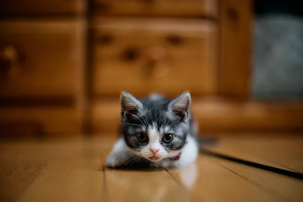 Манчкин Котёнок Смотрит Тебя — стоковое фото