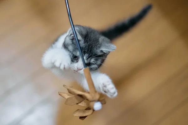 Kitten playing with a cat toy