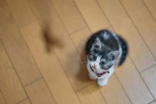 Kätzchen Spielt Mit Einem Katzenspielzeug — Stockfoto