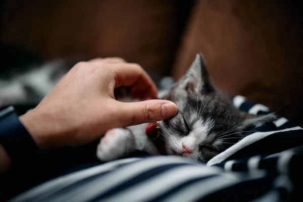 Kitten Slapen Tijdens Het Strelen — Stockfoto