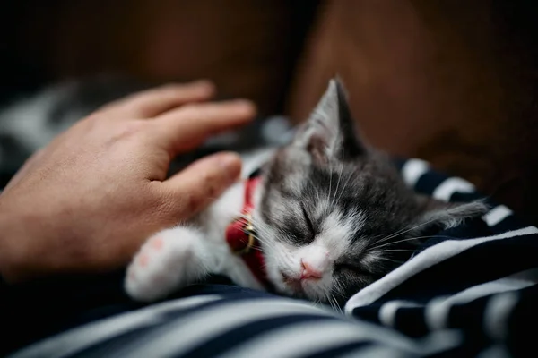 Kitten Slapen Tijdens Het Strelen — Stockfoto