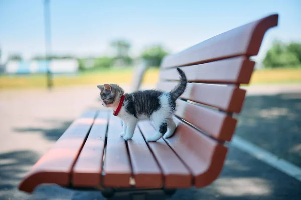 벤치와 귀여운 고양이 — 스톡 사진