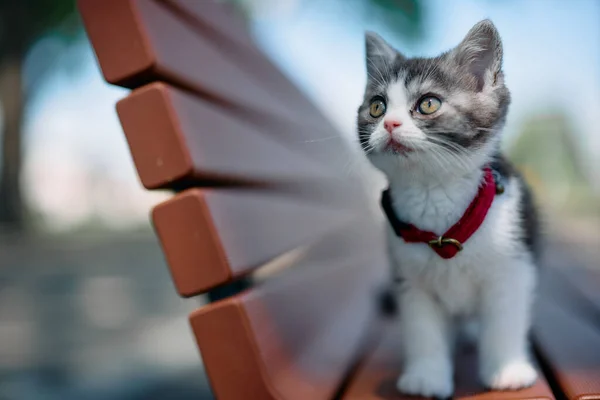 Park Bench Cute Kitten — Stock Photo, Image