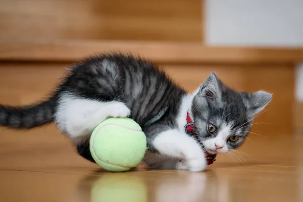 Kotě Hrát Míčem — Stock fotografie
