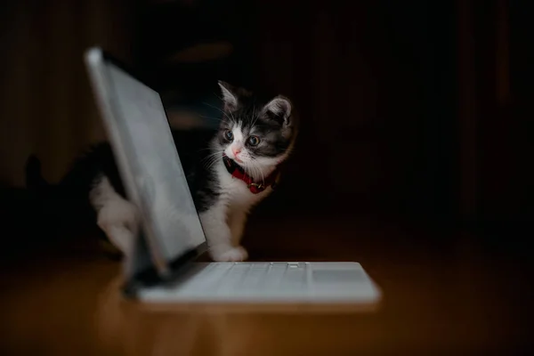 Munchkin Kotek Patrząc Tabletkę — Zdjęcie stockowe