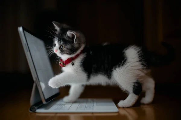 蒙奇金小猫看着平板电脑 — 图库照片