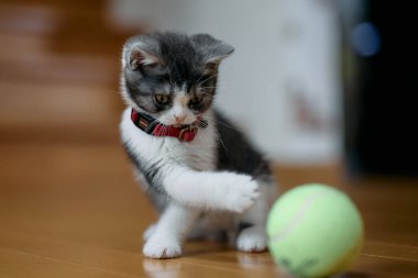 bir top oynayan kedi