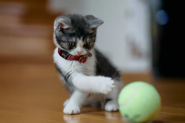 Γατάκι Παίζει Μια Μπάλα — Φωτογραφία Αρχείου