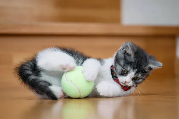 Kätzchen Spielt Mit Einem Ball — Stockfoto