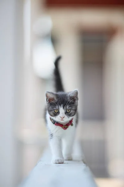 Walking Cute Munchkin Kitten Japan — Stock Photo, Image