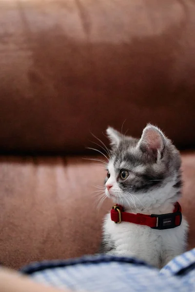 Schattig Munchkin Kitten Huis — Stockfoto