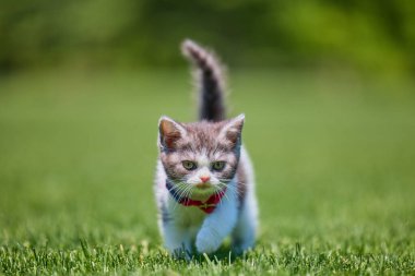 Çimlerin üzerinde tatlı kedi yavrusu yürüyor