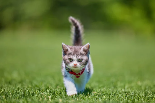 Spazierendes Niedliches Kätzchen Gras — Stockfoto