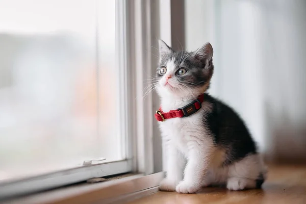Niedliches Kätzchen Fenster — Stockfoto