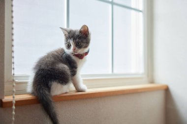 Pencerenin yanındaki sevimli kedi yavrusu.