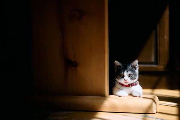 Odadaki Sevimli Kedi Yavrusu — Stok fotoğraf